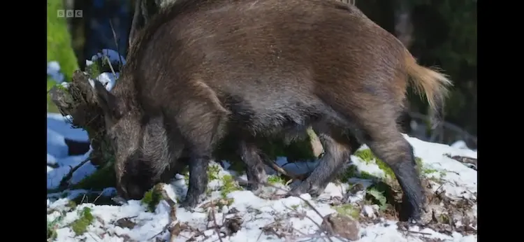 Central European boar (Sus scrofa scrofa) as shown in Wild Isles - Woodland